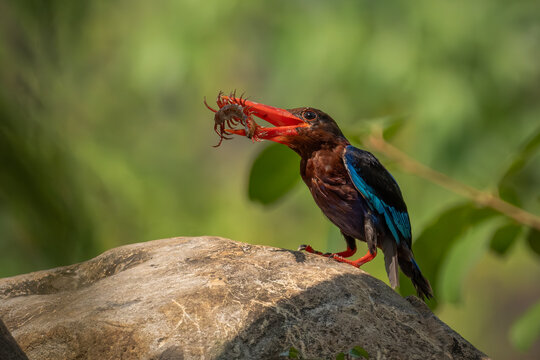 A highly detailed wildlife photo of a Javan Kingfisher (Halcyon cyanoventris) perched on a large, rough-textured rock.