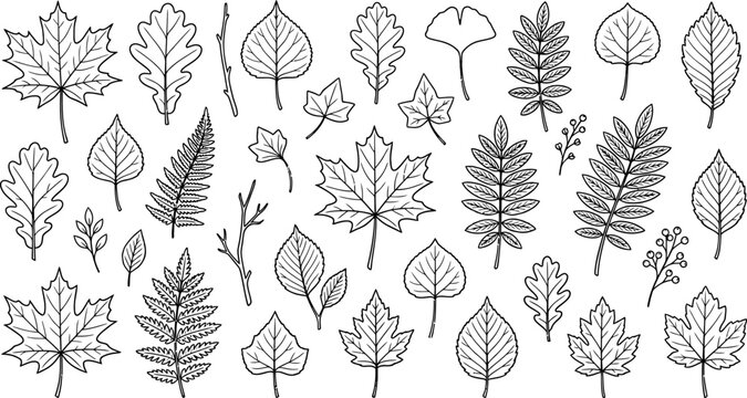 Set of hand drawn various forest leaves and branches