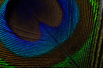 Iridescent Peacock Feather Macro Texture Background,Extreme macro close-up of a peacock feather displaying brilliant iridescent blue and green colors with detailed texture. © banjongseal324