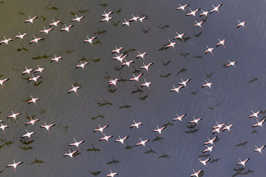 Lesser flamingos, Phoeniconaias minor, fly over Lake Magadi, South Rift Valley, Kenya. The water looks colourful due to algal bloom, and bird shadows are thrown onto the shallow water.