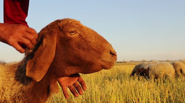 Liver fluke in sheep with submandibular edema, examined by a veterinarian, highlighting parasitic disease, animal health, livestock care, veterinary medicine and farm biosecurity.