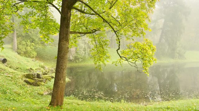 A leafy tree reaches over a calm pond as soft fog fills the quiet park. This pan shot captures a peaceful and serene autumn morning in Catherine Park, Pushkin, Saint Petersburg.