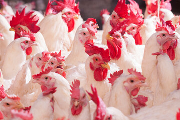 A large group of white broiler chickens housed together in a commercial poultry farm. © Dammer