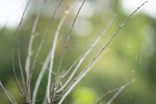 Dry thin branches of a small tree interwound with a delicate spider's web, spun to catch flying insects that happen to pass through