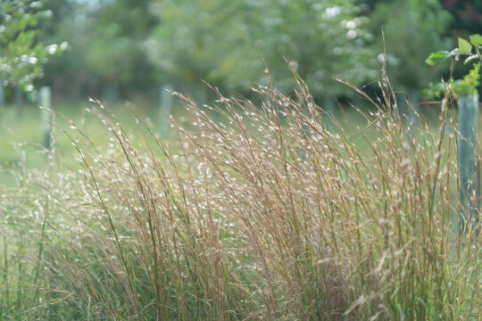 tall blades of grass and willow line the edge of a meadow in a public park  with trees in the background