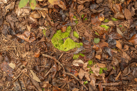 small island patch of green moss growing from leaf litter on the forest floor full of sticks, twigs, pine needles, leaves and more decomposing pant matter