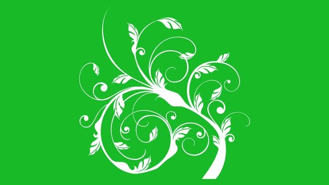 White floral vine flourish growing and blooming on chroma key green screen background vector graphic animated element