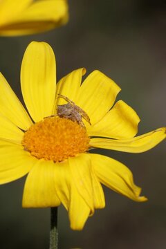 Hump-backed orb-weaver spider (Acroaspis) on daisy-bush flower