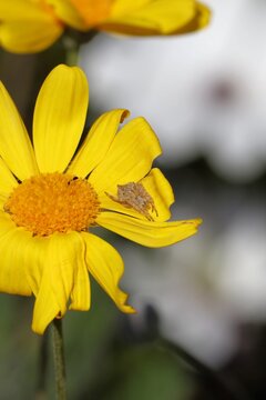 Hump-backed orb-weaver spider (Acroaspis) on daisy-bush flower
