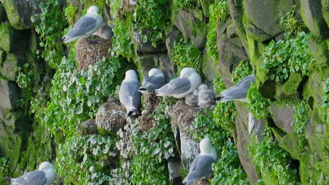 Kittiwake bird colony nesting on a lush, moss-covered cliff face in the remote Hornstrandir nature reserve on Iceland's Westfjords. Adult birds and chicks thrive in this wild, scenic landscape.