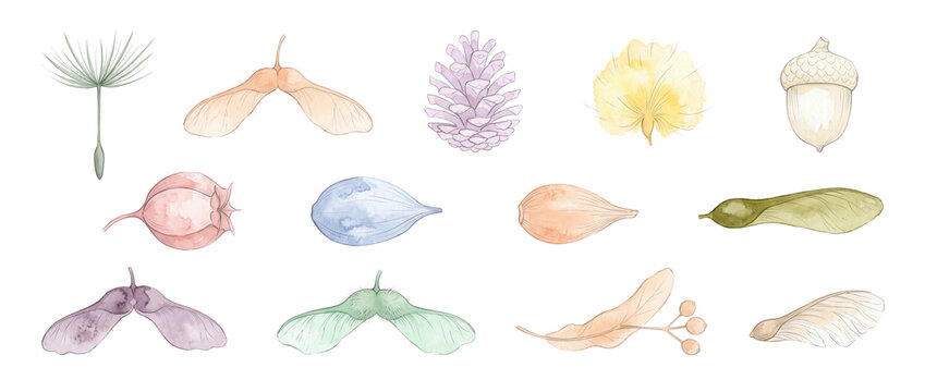 Watercolor tree seeds collection set featuring maple samara acorn dandelion puff pine cone and botanical pods isolated on black background for nature forest autumn design art illustration project