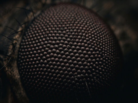 Extreme close-up macro view of an insect compound eye showing detailed hexagonal ommatidia and bristles
