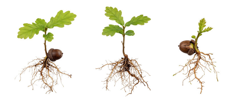 Acorn germination oak tree seedling sequence showing root system growth stages isolated on black background, representing business growth progress, development, ecological life cycle and genesis.