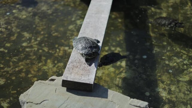 Turtle Basking on a Wooden Plank Above a Pond with Swimming Turtles
