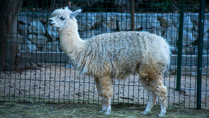 White fluffy alpaca standing behind wire fence in enclosure © A