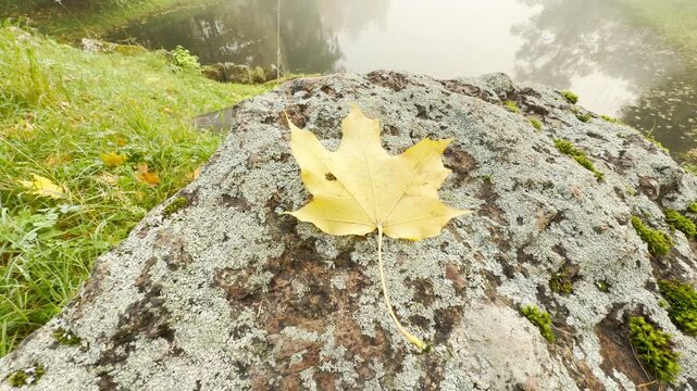 A yellow maple leaf lies gently on a mossy stone above a calm pond. The peaceful view creates a cozy autumn mood in Catherine Park, Pushkin, Saint Petersburg, slow motion.