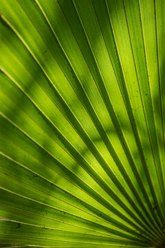 palm leaf texture natural green leaf close up short