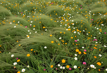 Fototapeta premium Sustainability and biodiversity concept, wild meadow with blooming cosmos flowers and feather grass swaying in the wind in a natural summer landscape