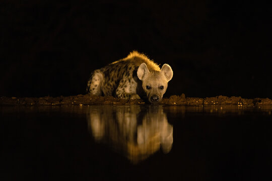 Solitary spotted hyena, Crocuta crocuta, drinks from a waterhole at night, with mirror reflection. South Rift Valley, Kenya.
