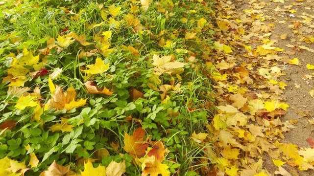 POV walkthrough of yellow maple leaves lying along a dirt path and green grass. The bright autumn colors bring a peaceful, cozy mood to Catherine Park, Pushkin, Saint Petersburg.