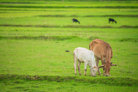 Indian cow with baby cow standing on fild