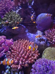 coral reef with fish © Lakkana