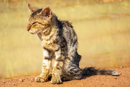 An emaciated stray tabby cat by a muddy puddle showing famine