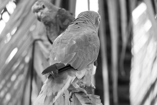 Artistic monochrome view of two Amazon parrots perched on a wooden fence, with one of them walking toward the other one