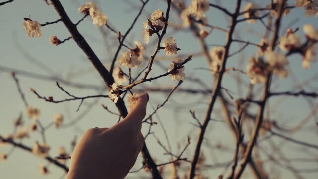 Touching Blooming Cherry Blossom Branches.  Spring Season