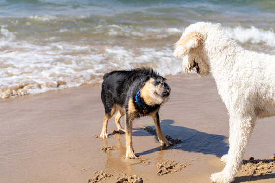 Dogs meeting on sandy Lake Michigan beach