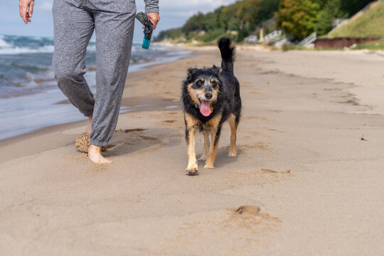 Senior walking mixed breed dog on Lake Michigan beach