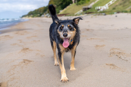 Happy mixed breed dog walking on Lake Michigan beach