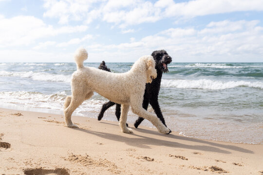 Dogs walking together along Lake Michigan shoreline