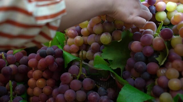 Close up of hands holding delicious ripe grapes at a market