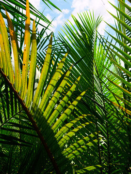 green tropical leaves as background
