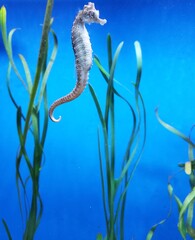 White seahorse swimming among green seagrass in bright blue water © Selena