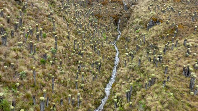 Frailejones Growing across High Altitude Andean Paramo near Nevado del Ruiz, Colombia. Establishing Shot