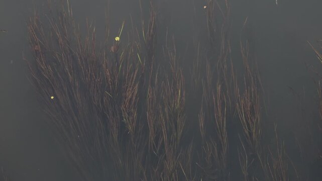 Submerged aquatic plants swaying gently beneath the calm surface of a dark freshwater river stream