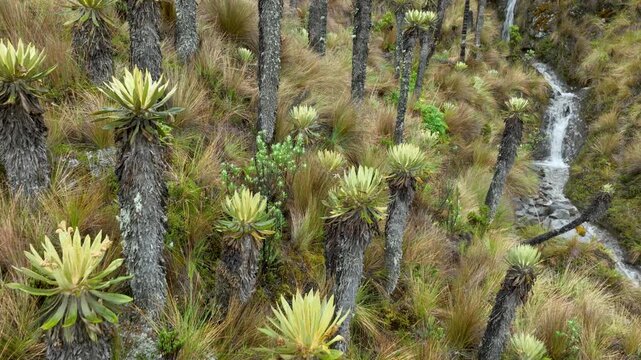 Frailejones and Espeletia Plants Covering the Andean Paramo Ecosystem near Nevado del Ruiz, Colombia.