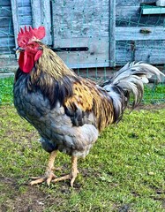 Beautiful rooster standing in front of wooden background with green netting around © Guzel