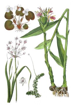 Frog's-bit, Hydrocharis morsus ranae (top left), Water-plant, Helodea canadensis (bottom centre), Swan-flower, also Water-lily, Flower-bine, Doldige Swan-flower or Water-violet, Butomus umbellatus (bottom left), ginger (Zingiber officinale) (right), digitally restored reproduction of an original 19th century artwork, exact original date unknown