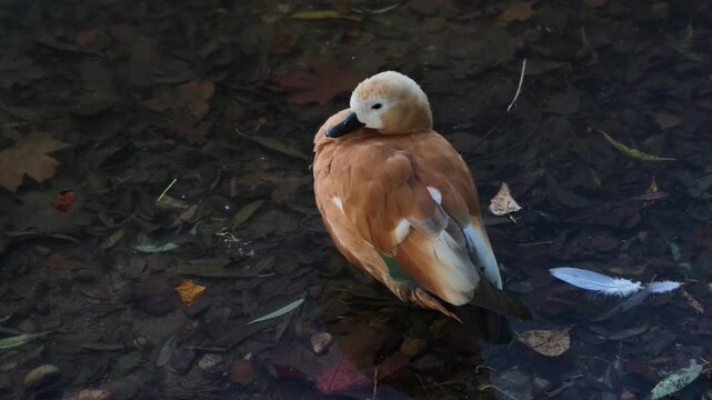 Video A ruddy shelduck is swimming in the pond of a pond surrounded by leaves daylight hours
