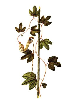 Contribo or Bejuco de Santiago, Dutchman's Pipe, Aristolochia trilobata, Aristolochiaceae, Illustration by Angela Rossi Bottione, watercolour, 1812-1837, Historical, digitally restored reproduction from a 19th century original, Record date not stated