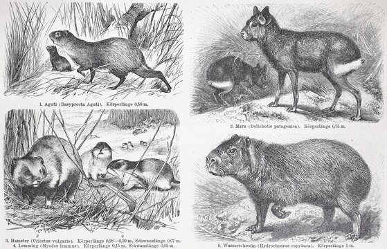 Verschiedene Nagetiere, Aguti, Patagonian Mara (Dolichotis Patagonum), Hamster, Lemming, Capybara (Hydrochoerus Hydrochaeris), Historisch, digital restaurierte Reproduktion einer Originalvorlage aus dem 19. Jahrhundert