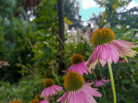 R&oacute;żowe jeż&oacute;wki (Echinacea purpurea) rozkwitają na ogrodowej rabacie. Kwiaty wyr&oacute;żniają się wyrazistymi, pomarańczowobrązowymi i kolczastymi środkami, otoczonymi przez opadające ku dołowi r&oacute;żowe płatki