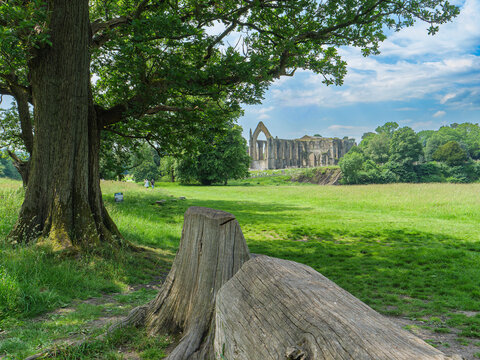 Parklandschaft mit B&auml;umen und historischen Klosterruinen in England