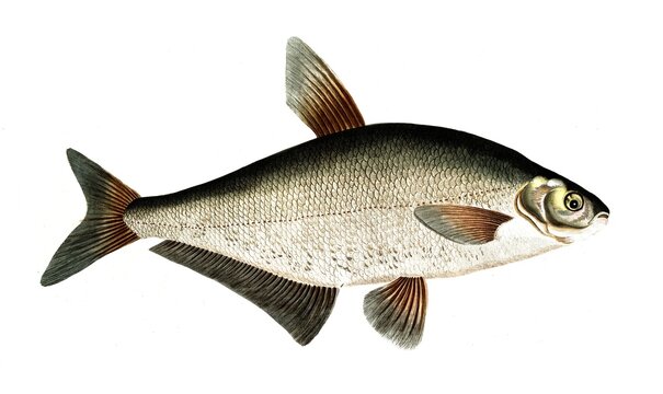 Fish, Fish, genus of carp fish, Cyprinus ballerus, the Sope, Historical, digitally restored reproduction from a 19th century original, Record date not stated