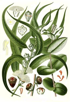 Medicinal Plant, Blue Eucalyptus, also Common Eucalyptus, tasmanian blue gum (Eucalyptus globulus), Tasmanian Blue Gum, Blue Gum Eucalyptus, Fever Tree, Historical, digitally restored reproduction from an 18th century original