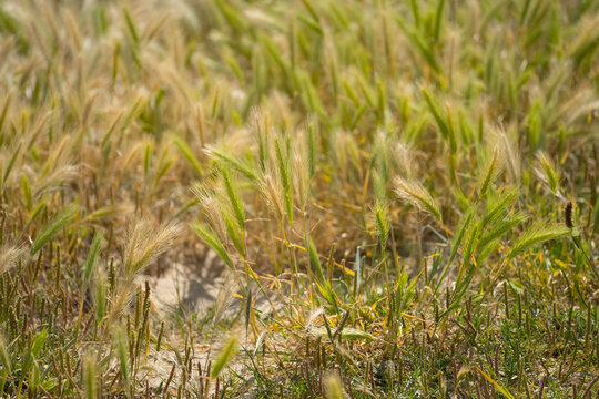 Macro of wild wall barley grass field under soft natural light.