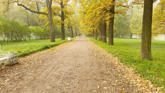 Golden autumn trees shade a gravel path lined with white benches. POV walkthrough of an empty autumn park shot on stabilizer. The quiet view creates a serene mood in Catherine Park, Pushkin